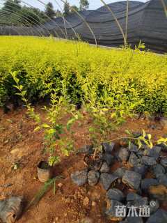 高度30厘米金冠女贞