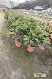 高度80厘米变叶木
