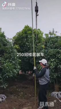 12公分桂花