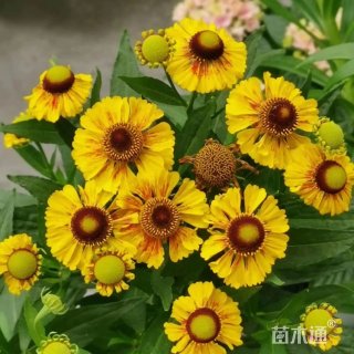 高度25厘米堆心菊