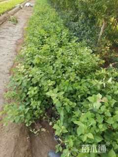 高度60厘米优质丁香花