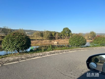 冠幅180厘米石楠球