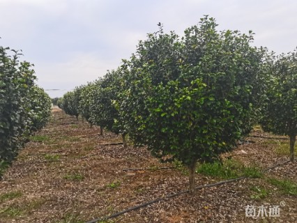 高度230厘米茶花