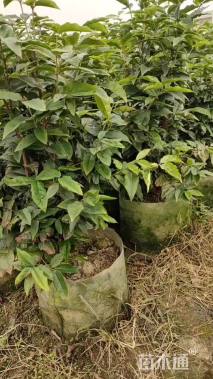 高度45厘米嘉宝果