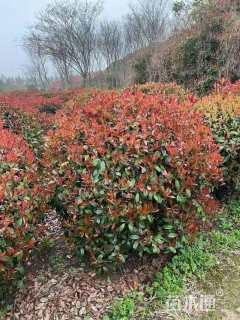 冠幅80厘米红叶石楠球