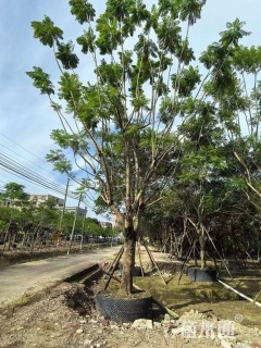 20公分蓝花楹