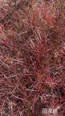 高度30厘米紫穗狼尾草