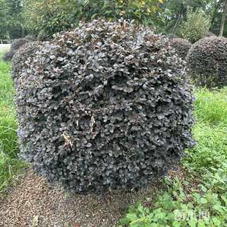 冠幅90厘米红花继木球