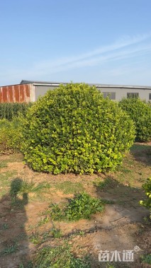 冠幅200厘米卫矛球