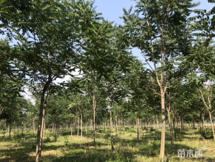 10公分臭椿
