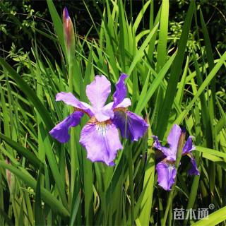 高度35厘米常绿鸢尾