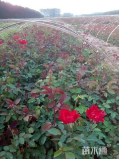 高度35厘米丰花月季