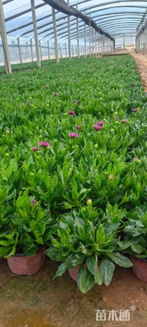 高度25厘米南非万寿菊