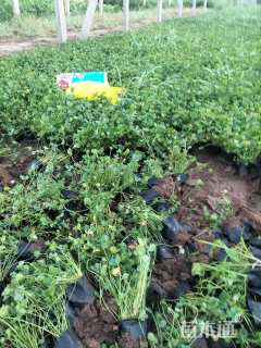 高度12厘米白三叶