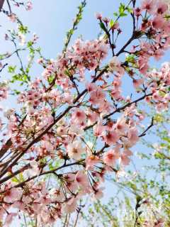 12公分染井红樱