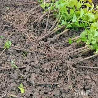 高度13厘米金叶女贞小苗