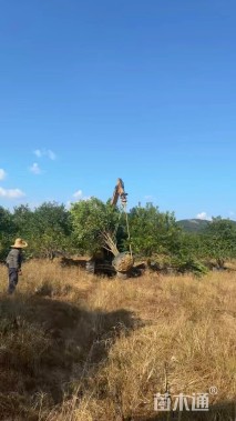 18公分红果冬青