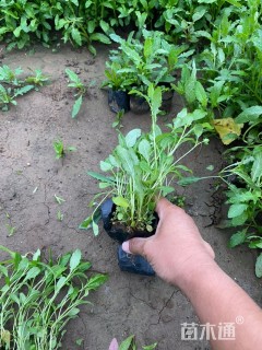 高度15厘米美丽月见草