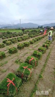 草块状马尼拉草