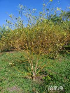 高度300厘米丛生金枝槐
