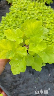 高度15厘米矾根