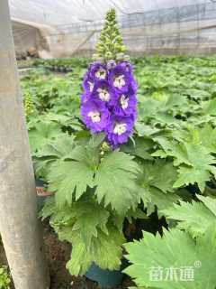 高度20厘米飞燕草