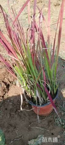 高度30厘米血草