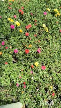 高度20厘米太阳花