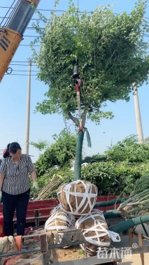 8公分鸡爪槭