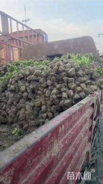 高度35厘米毛鹃