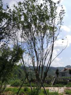 高度700厘米丛生五角枫