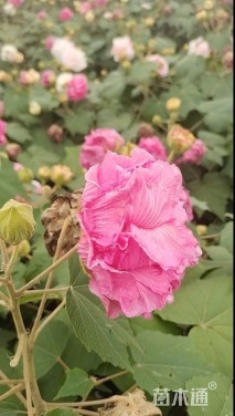 高度40厘米木芙蓉