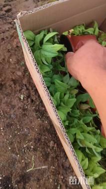 高度20厘米火焰南天竹