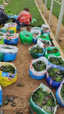 高度15厘米欧石竹