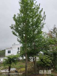 13公分银杏