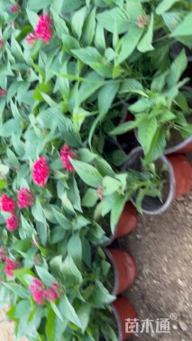 高度20厘米五星花