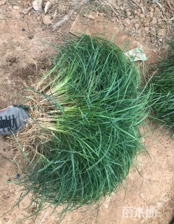 高度20厘米细叶麦冬草