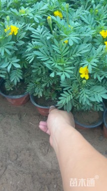 高度20厘米孔雀草