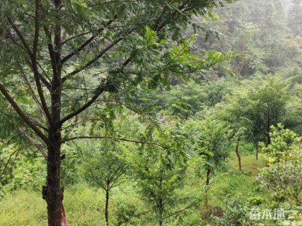 40公分南方红豆杉