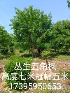 冠幅180厘米大叶黄杨球