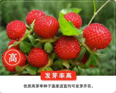 矮生地被种子蛇莓种子