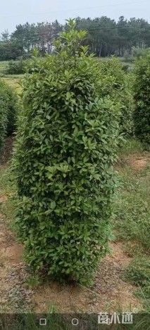 高度180厘米红叶石楠柱