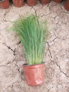 高度40厘米细叶针芒