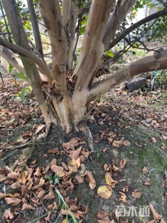 高度500厘米丛生紫薇