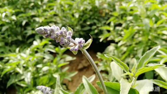 高度15厘米鼠尾草