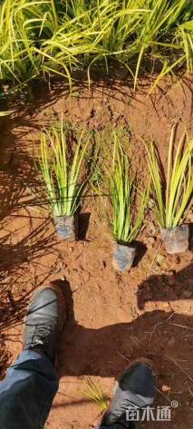 高度25厘米金线菖蒲