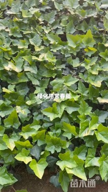 15厘米常春藤