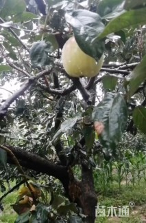 20公分苹果树
