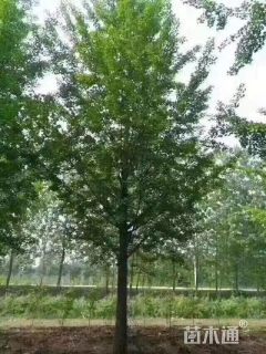 22公分银杏
