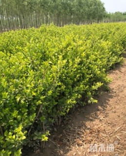 高度60厘米水蜡